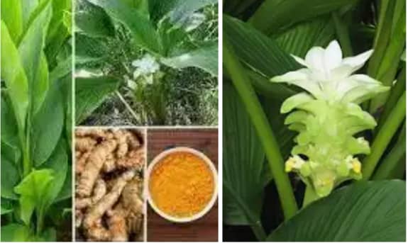 Highlight Of Health Benefits Of Turmeric By Saudi Authority Katsina Highlight Of Health Benefits Of Turmeric By Saudi Authority Katsina